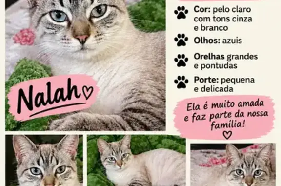 Gato perdido, Rua Cavalo Marinho, 798 — olhos azuis e pelagem branca e cinza - photo