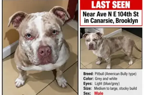 Lost dog, East 104th Street, 1445, Brooklyn — American bully with no collar - photo