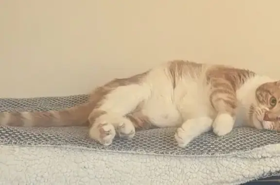 Missing cat Kalamunda, photo: Lost cat, Canning Road, 22, Kalamunda — orange and white male with a white facial stripe