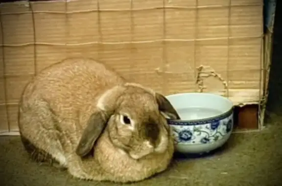 Lost pets Sydney, photo: Lost rabbit, Coogee, Sydney — floppy ears
