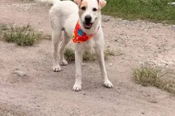 Perro encontrado en Soconusco,...