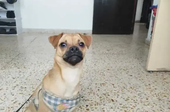 Búsqueda de mascotas, foto: Perro encontrado, Cerrada de Tulipanes, manzana 2, Ciudad de México, Iztapalapa — menor de 6 meses