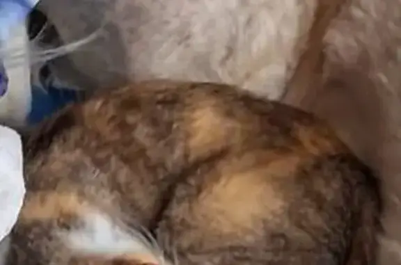 Missing cat Louisville, photo: Lost cat, female, Mount Zion Road, Elizabethtown, Louisville — small pastel calico with tabby markings