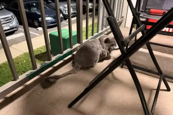 Found pets Lakewood, photo: Found cat, South Wadsworth Boulevard, 489, Lakewood — no fur on the back