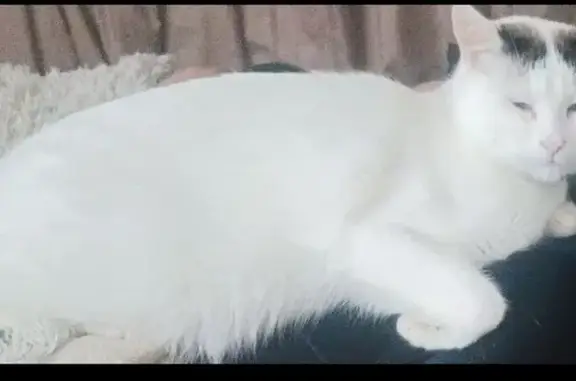 Es casi completamente blanco excepto por orejas y cola marrones/beige. Ojos azules, nariz rosa, y tiene casi 3 años de edad. Se salió por la puerta sin que nos diéramos cuenta