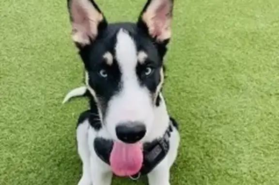 Lost Dog, San Francisco — male, friendly but may growl when scared - photo