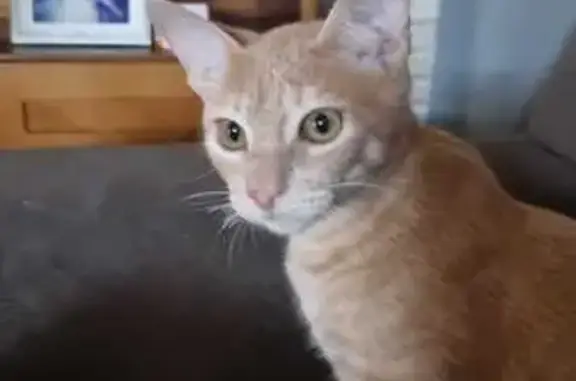 Gato perdido, Rua Calixto Fonseca, 114 — carinhoso e gosta de colo - photo
