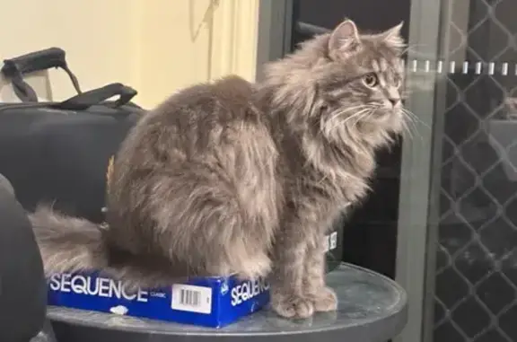 Lost pets Melbourne, photo: Lost cat, female, Cornus Drive, Wyndham City, Melbourne — 2-year-old Lucy, grey and timid