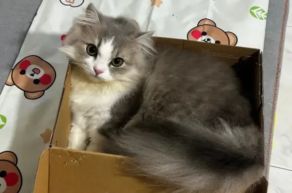 Last seen around 10am. Grey, short-legged, and timid. If you've seen him, please call or WhatsApp 88400314, even if you're not sure.