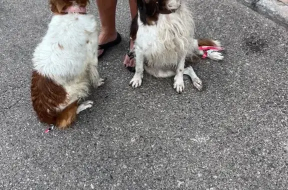 Perro encontrado Madrid, foto: Perro encontrado, Calle Calvario, Álora, Madrid — junto a otra perra blanca