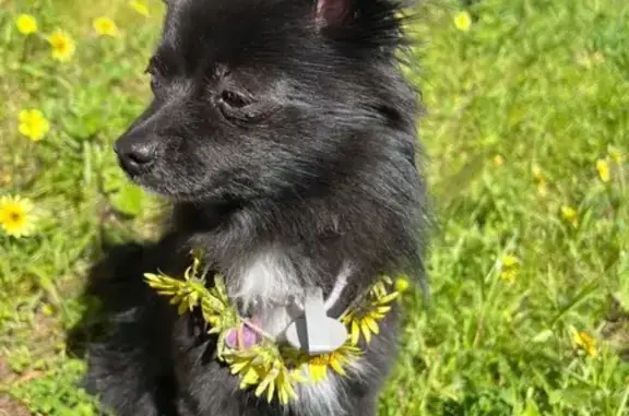 Lost female dog, Angaston — small black Pomeranian with white chest - photo