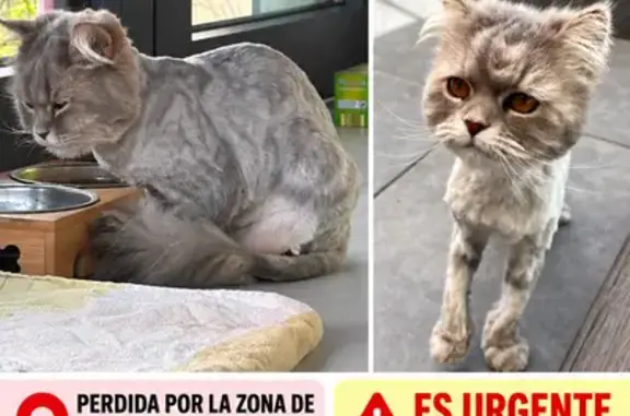 Gato perdido, hembra, Calle Encinas, 5, Peligros, Granada — responde al nombre de Bali - photo