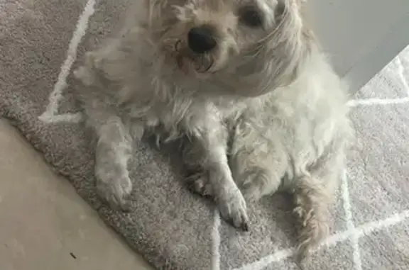 Lost dog, male, Mount Warren Boulevard, 192, Logan, Redland – white scruffy Maltese poodle cross - photo