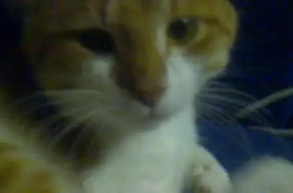 Lost pets Melbourne, photo: Lost male cat, London Street, City of Glen Eira, Melbourne — Ginger, ginger and white