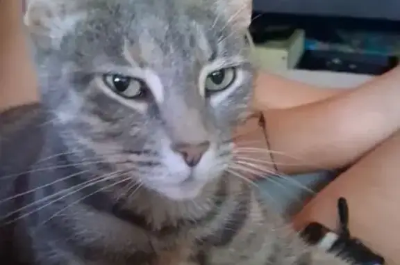 Lost cat, South Lane Wells Drive, Longview — female with a dark striped tail - photo