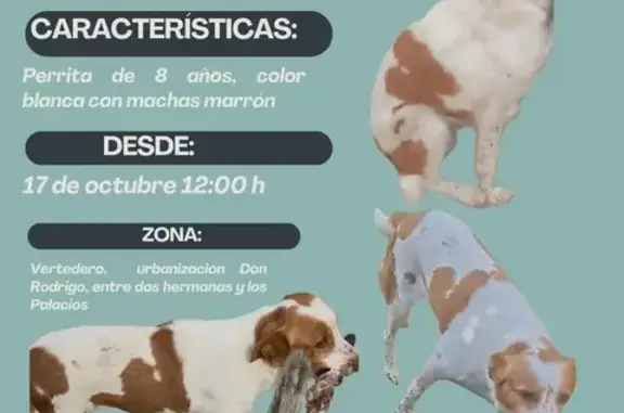 Perro perdido, Don Rodrigo, Andalucía, Los Palacios y Villafranca — hembra blanca con manchas marrones - photo