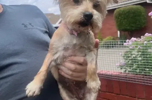 Found dog Bloemfontein, photo: Found female dog, Bloemfontein, Free State, Bloemfontein — Yorkie with a pink collar