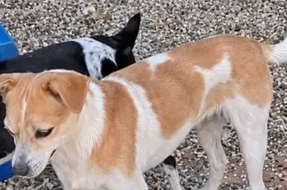 Perro perdido, hembra, Avenida de los Ánsares, 102, El Rocío, Sanlucar de Barrameda — mayor y apenas oye - photo