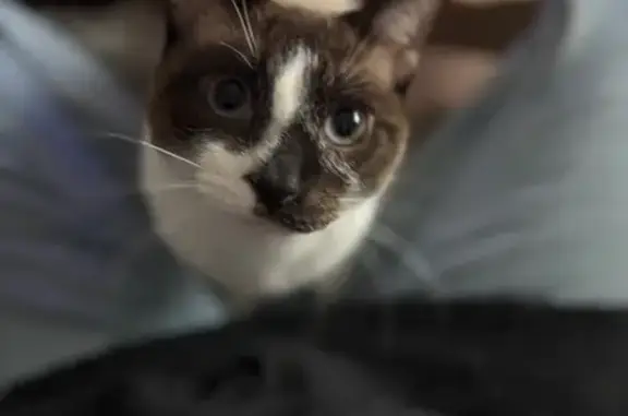 Gato perdido, Calle Madre Trinidad Carreras Hitos, 56, Monachil, Granada — macho de 1 año y medio, ojos azules - photo