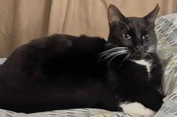 Lost male cat, Boldmere Road, Birmingham, Sutton Coldfield — split at the top of one ear - photo
