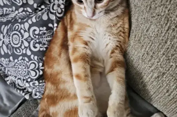 Gato perdido, Calle Escritora María Zambrano, 12, San Fernando — hembra miedosa - photo