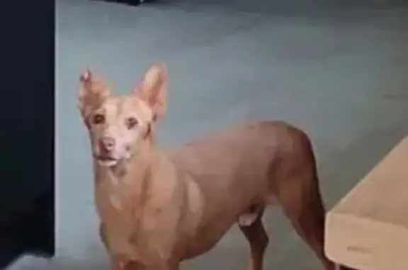 Perro perdido, Calle Mimosa, 1, Foia Blanca, Altea — podenco pequeño y muy bueno - photo