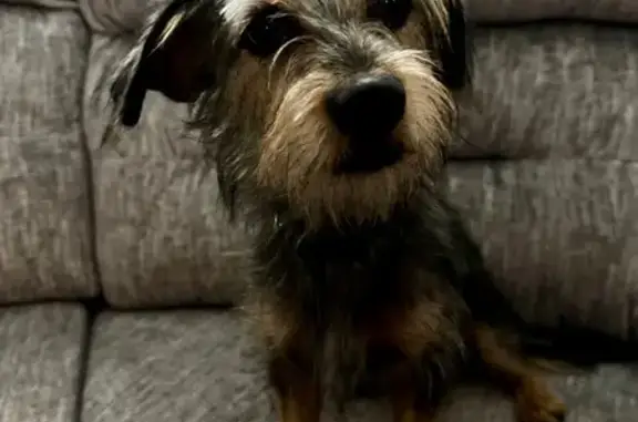 Lost male dog, Impala Place, Casa Grande - photo