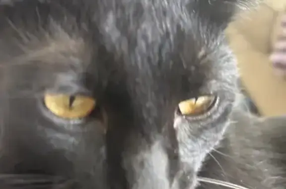 Lost male cat, Eagle Mountain, Utah — orange QR-code collar - photo