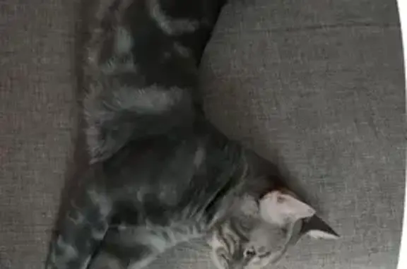 Gato perdido, macho, Plaza Valle de Oro, 7, Madrid, Carabanchel — gris atigrado - photo