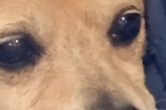 Lost pets San Antonio, photo: Lost dog, Northwest Military Highway, 8400, San Antonio — 10-year-old tan terrier mix