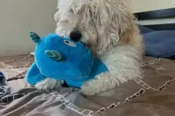 Lost Dog, Coralstone Drive, 10685, El Paso — male white poodle - photo