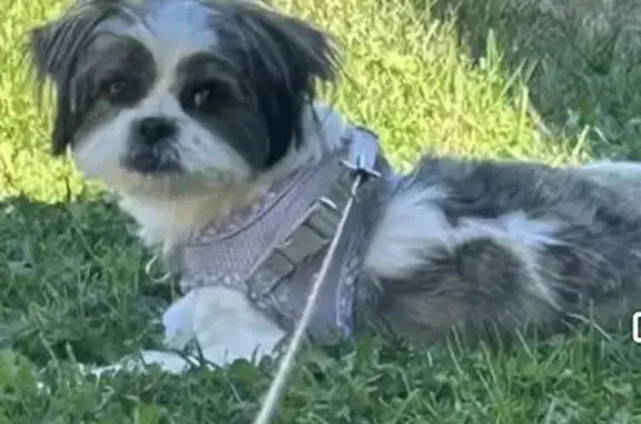 She is a little Shih Tzu she is white with brown or grey she is 2 years old and her name is Luna