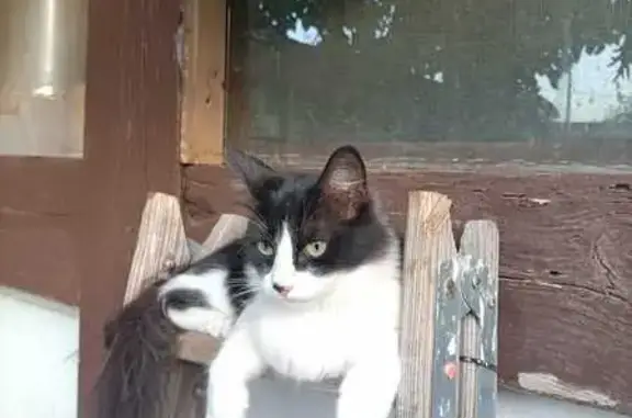 Gato perdido, hembra, GR 173, Barberà del Vallès, Barbera del Valles — pelo blanco y negro - photo