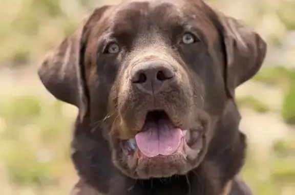 Lost dog, AR 60, Houston — male chocolate Lab - photo