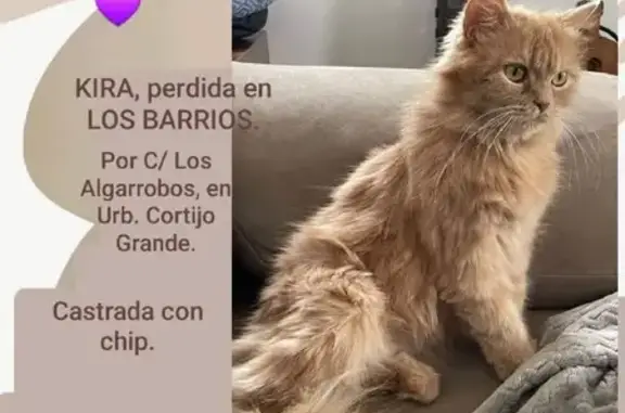 Gato perdido, Calle los Algarrobos, 42, Los Barrios, Algeciras — hembra de pelo largo - photo