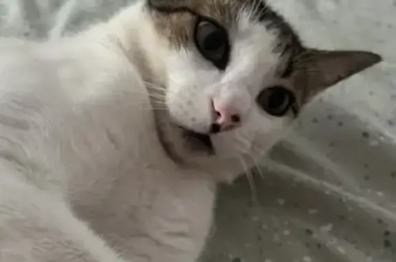 Gato perdido, La Perla-Torremuelle, Andalucía, Benalmadena — lunar en la nariz - photo