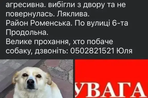 Зникла собака, вулиця Анастасії Гудимович, Суми — ляклива біленька дівчинка - photo