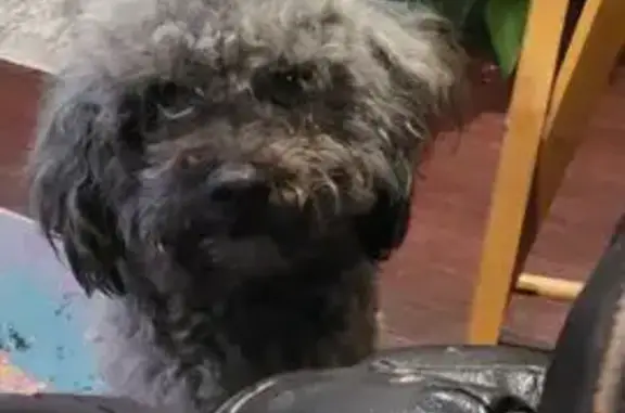 Found dog Sacramento, photo: Found dog, Rockbridge Road, 2173, Sacramento — friendly male with grey hair