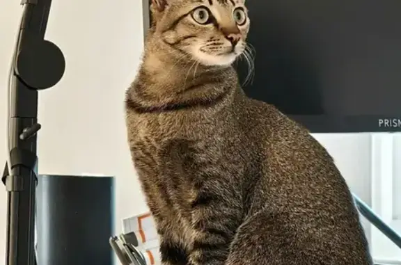 Missing cat Choa Chu Kang, photo: Lost cat, Singapore 598371, Hougang — female with a chipped left ear