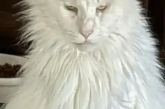Gato perdido, Calle Paquita Villanueva, 6, Torrevieja — castrado y de 9 años - photo