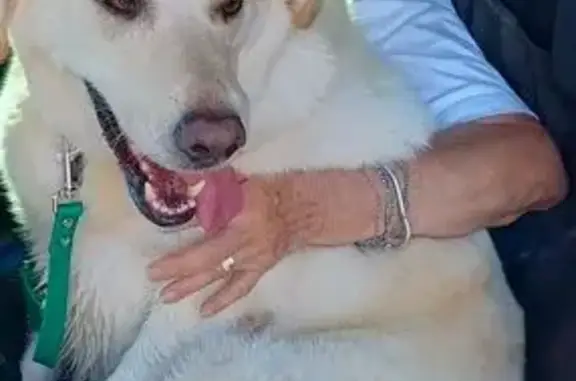Perro perdido, Avinguda de Castelló, 10, Mont-roig del Camp, Cambrils — blanco amarillento y muy asustado - photo