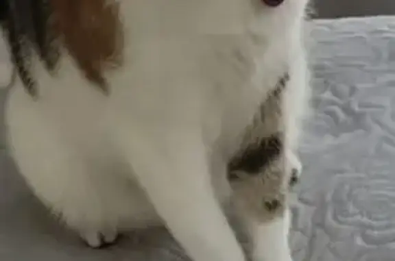 Lost cat, Wimbledon Way, Cape Town — calico female - photo