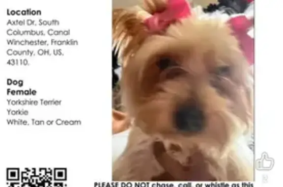 Lost dog, Canal Winchester, Ohio, Canal Winchester — white and tan Yorkie - photo