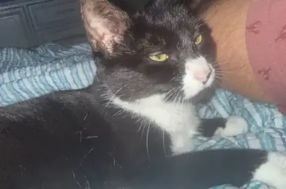 Lost cat, Southwest Ibis Street, 1299, Palm City — small female tuxedo cat - photo