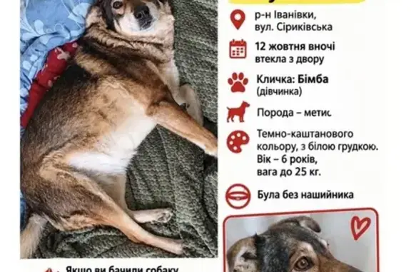 Зникла собака, Сіриківська вулиця, Харків — 6-річна дівчинка-метис без ошийника - photo