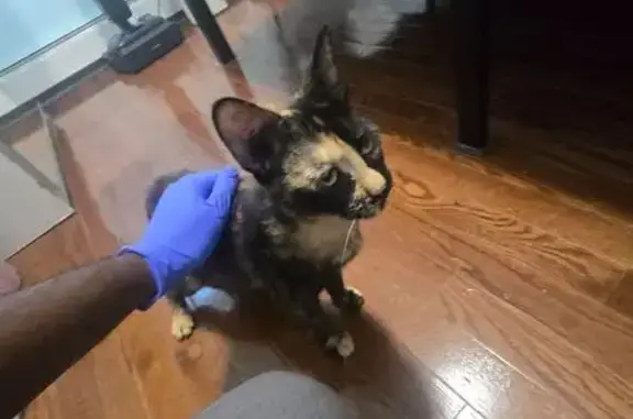 Found pets Brooklyn, photo: Found cat, Linwood Street, 647, Brooklyn — currently safe with finder