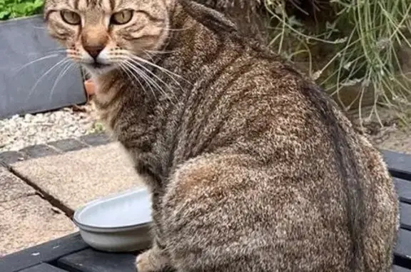Found cat Yiewsley, photo: Found male cat, Otterfield Road, Congleton — nervous but gentle