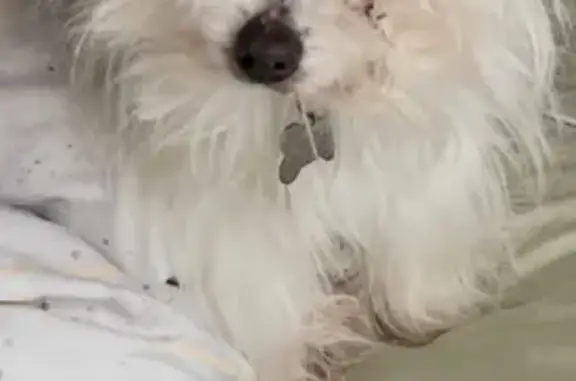 Lost dog, female, Eastbourne Road, 380, Melbourne, McCrae - photo