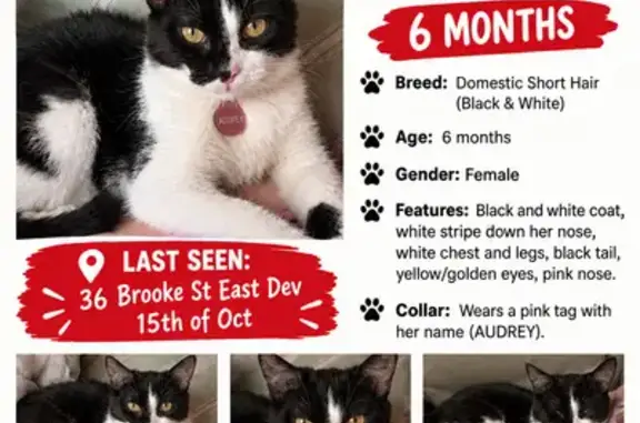 Lost female cat, Brooke Street, 36, Devonport - photo
