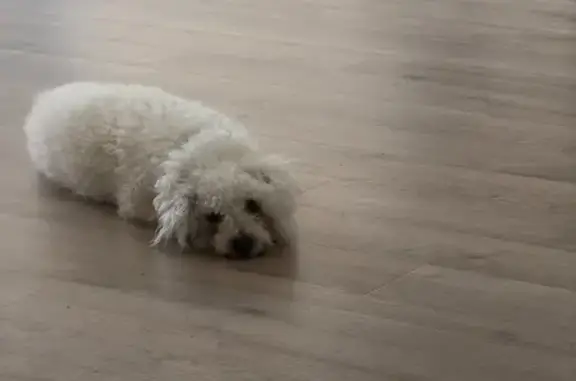 Lost dog, male, Pacific Highway, 1A, Lake Macquarie City Council, Morisset — very shy and scared - photo